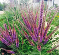 Lead Plant Seeds - 101+ Pack - Native Wildflower for Poor Soils, Drought & Heat Tolerance, Pollinator-Friendly (Amorpha canescens)