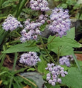 Blue Mistflower Bare Root Plants - Organic Native Conoclinium coelestinum - 6 Pack