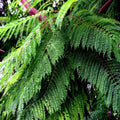 Jacaranda Fern Tree Seeds - Tropical Blue Flowers - Mimosifolia acutifolia - Exotic Plant Seeds for Garden or Landscape