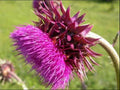 Musk Thistle Seeds - 200+ Pack for Garden Planting - Cirsium arvense - USA Grown