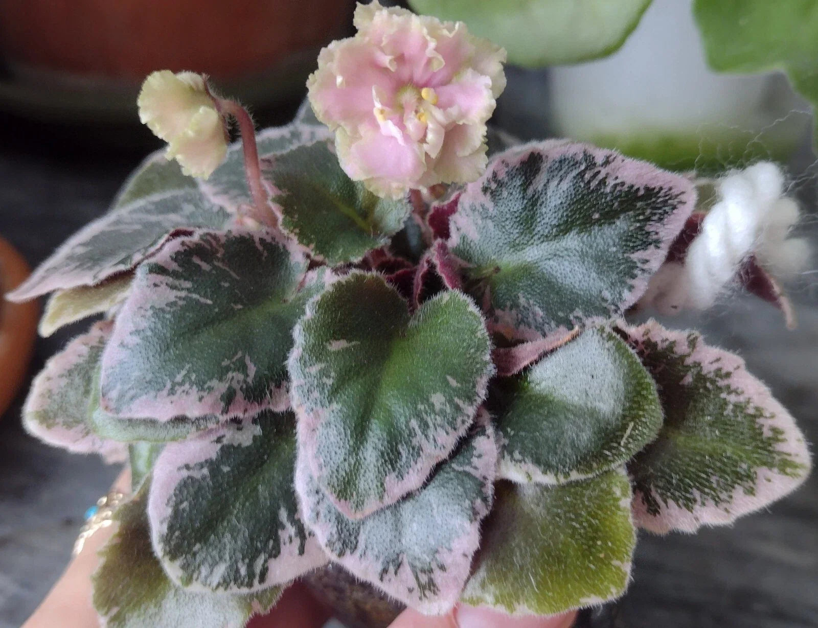 Mini African Violet Cuttings - 2 Fresh Unrooted Leaves - NL-KNYAGINYA Ol’ga - Perfect for Propagation and Plant Lovers