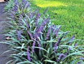 Monkey Grass 60 Bare Root Plants, Big Blue, Clumping, Liriope Spicata, Ground Cover, Border Plant