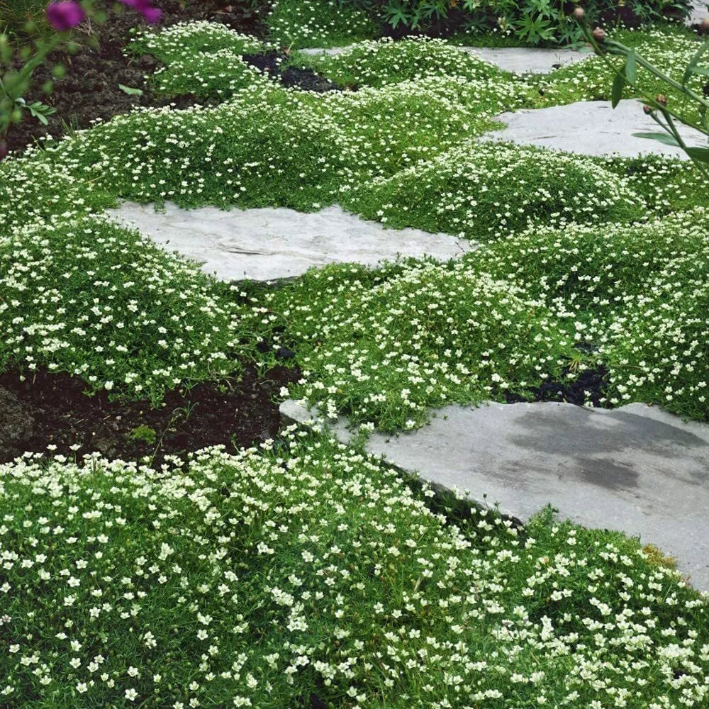Irish Moss Seeds for Planting - Ground Cover, Green Blooms, Chondrus crispus