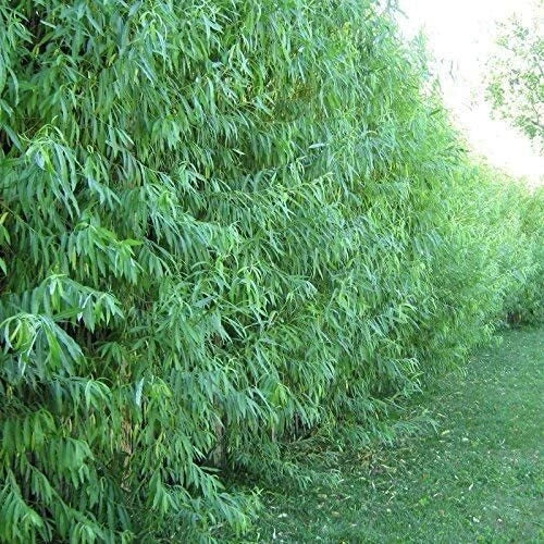 Austree Hybrid Willow Trees - 100 Count - Fast Growing Shade & Privacy Trees - Salix × sepulcralis