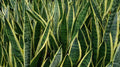 Rooted Sansevieria Snake Plant - Mother-in-Law's Tongue - Air Purifying, Dracaena trifasciata