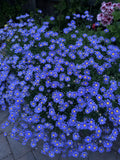 Blue Daisy Plant, 12-18 Inches Tall, Well Established Roots, Asteraceae Family, Hardy Perennial