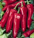Big Jim Hot Pepper Seeds - 25+ Heirloom Capsicum Anuum Vegetable - USA Grown, Free Shipping