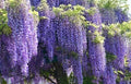 Wisteria Starter Plant, 6-8 Inches Tall, Well Rooted, Purple Blooms, Wisteria sinensis