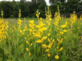 Yellow False Indigo Seeds 30 Count - Baptisia tinctoria - Non-Stratified, Native Wildflower Seeds for Garden Planting