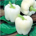 White Bell Pepper Seeds - 30+ Heirloom Organic Non-GMO Fresh - Capsicum annuum