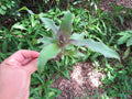 Callisia fragrans Cuttings - 5 Medicinal Basket Plant Cuttings - Ideal for Home Gardening and Herbal Remedies