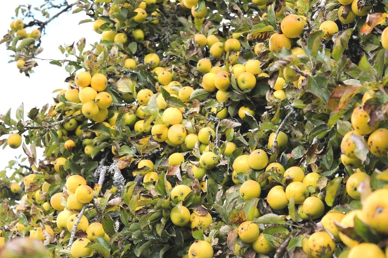 Golden Delicious Apple Tree Cuttings - 6 Organic Scions for Rooting & Grafting - Malus domestica