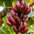 Musa Banana Tree Starter Plant - Small Rooted Bordelon Variety - Tropical Houseplant for Home Garden