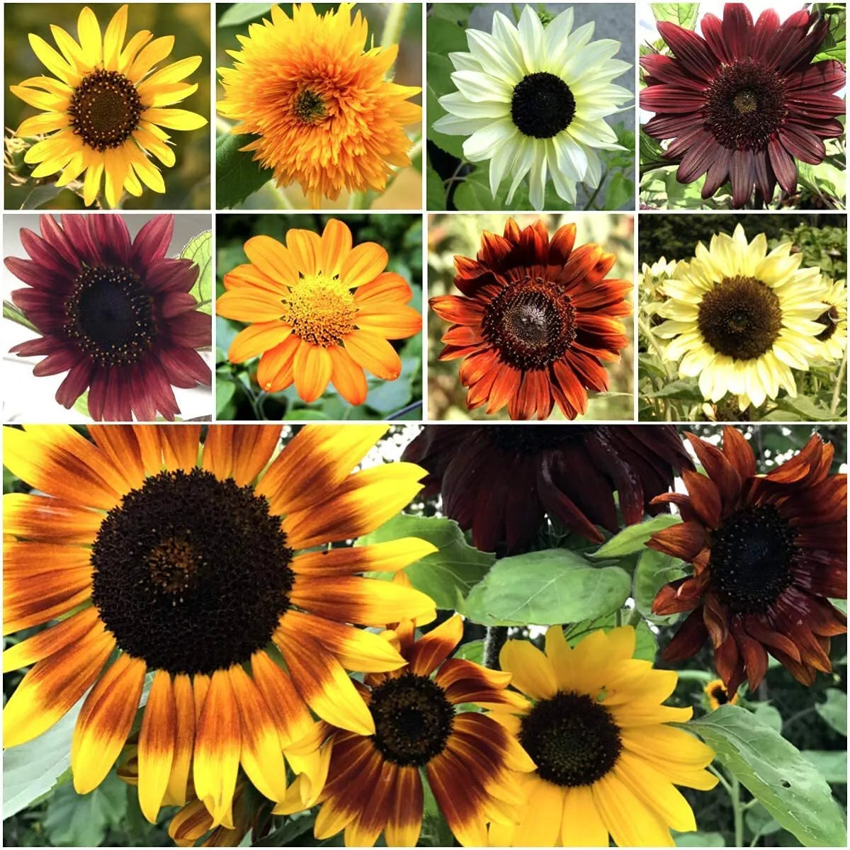 Bulk Sunflower Seeds for Planting | Heirloom Non-GMO | 1000+ Grams | Helianthus annuus