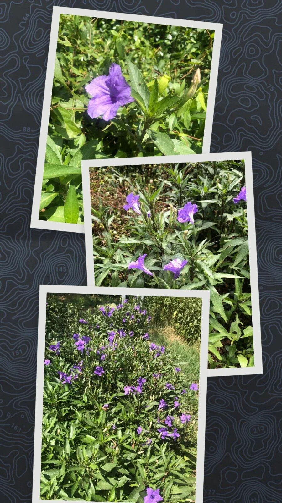 Live Bare Rooted Mexican Petunia Plants - 5 Pack (Ruellia simplex) - Hardy Perennial Flowering Plants for Garden