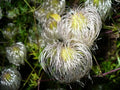 Golden Clematis Seeds for Planting, 30 Seeds, Clematis tangutica, Flowering Vine, Perennial Garden Plant