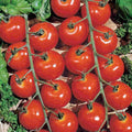 Sweetie Cherry Tomato Seeds - 10+ Non-GMO Heirloom Organic - Solanum lycopersicum