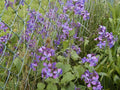 Money Plant Seeds - 60 Seeds Lunaria Silver Dollar - Easy to Grow, Unique Greenery for Garden & Home - GroCo