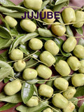 Jujube Tree Cuttings for Rooting or Grafting - Ziziphus jujuba, Fresh Plant Cuttings for Home Garden or Orchard