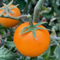 Orange Cherry Tomato Seeds - 30+ Heirloom NON-GMO Organic - Rare Variety - Solanum lycopersicum