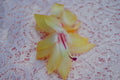 Christmas Cactus Starter Plant - Gold Fever - Schlumbergera Truncata - Healthy Well-Rooted Small Plant for Your Home Decor