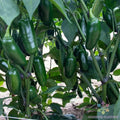 Capitan F1 Hot Pepper Seeds - 25+ Seeds for Garden Planting - Capsicum annuum - USA