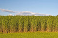 Switchgrass Seeds for Planting - Fast Growing Hardy Prairie Grass - Biofuel Use (Panicum virgatum)