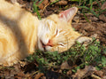 Catnip Seeds - 100 Pack - Nepeta cataria - Organic Cat Grass for Cats and Gardens