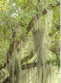 Live Spanish Moss Airplant - 5 Gallon Freshly Picked Orlando Variety - Tillandsia usneoides