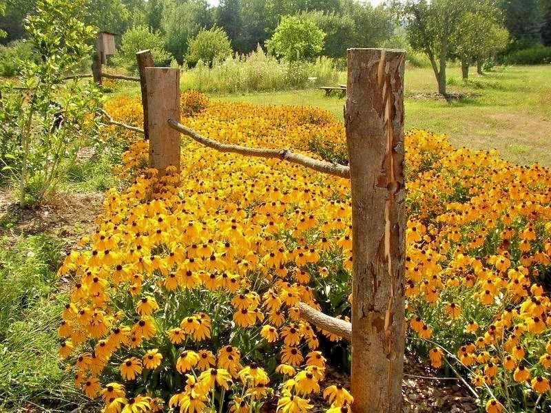 Black Eyed Susan Flower Seeds - 2001+ Perennial Native Wildflower, Drought & Heat Tolerant, Rudbeckia hirta