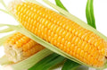 Sweet Golden Bantam Corn Seeds - 500+ Heirloom Organic NON-GMO Seeds - Fresh, Non-GMO Corn for Home Gardening