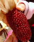 120+ Organic Heirloom Strawberry Ruby Corn Seeds - Sweet Rare Popcorn Variety - Zea mays everta