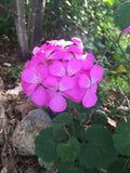 Purple Pink Pelargonium Zonal Geranium Starter Cuttings 12x6" Live Plant - Pelargonium × hortorum