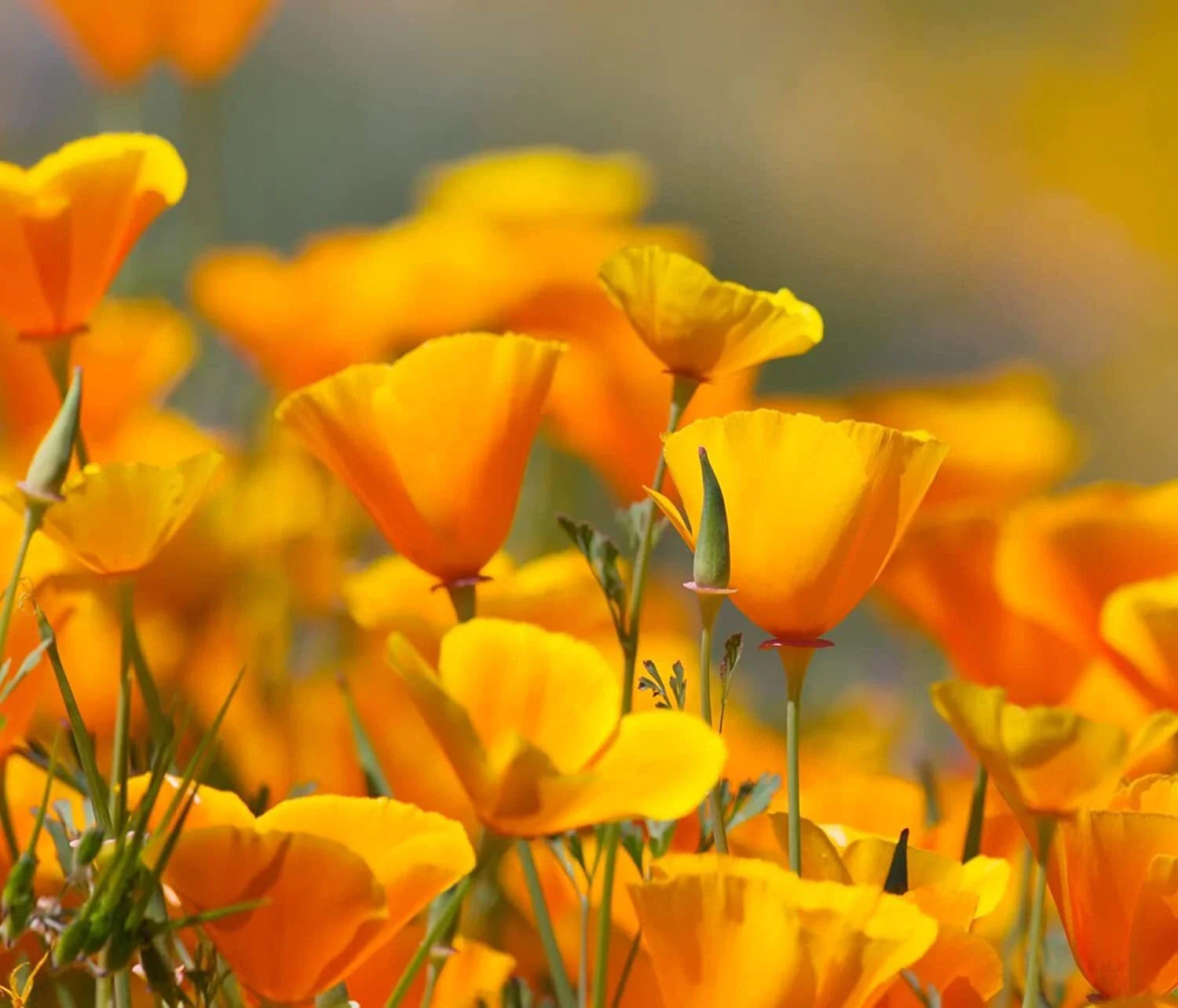 California Poppy Flower Seeds - 5,000 Count - Eschscholtzia californica - Easy to Grow, Bright Orange Blooms
