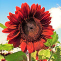 Velvet Queen Sunflower Seeds - Big Red Flower Seeds - Helianthus annuus - 2025 Planting