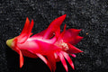 Christmas Cactus Starter Plant - Healthy Well Rooted Schlumbergera Truncata - Perfect for Holiday Decor