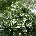 Viburnum opulus Roseum 5 Rooted Cuttings - High-Quality Plugs for Garden Planting
