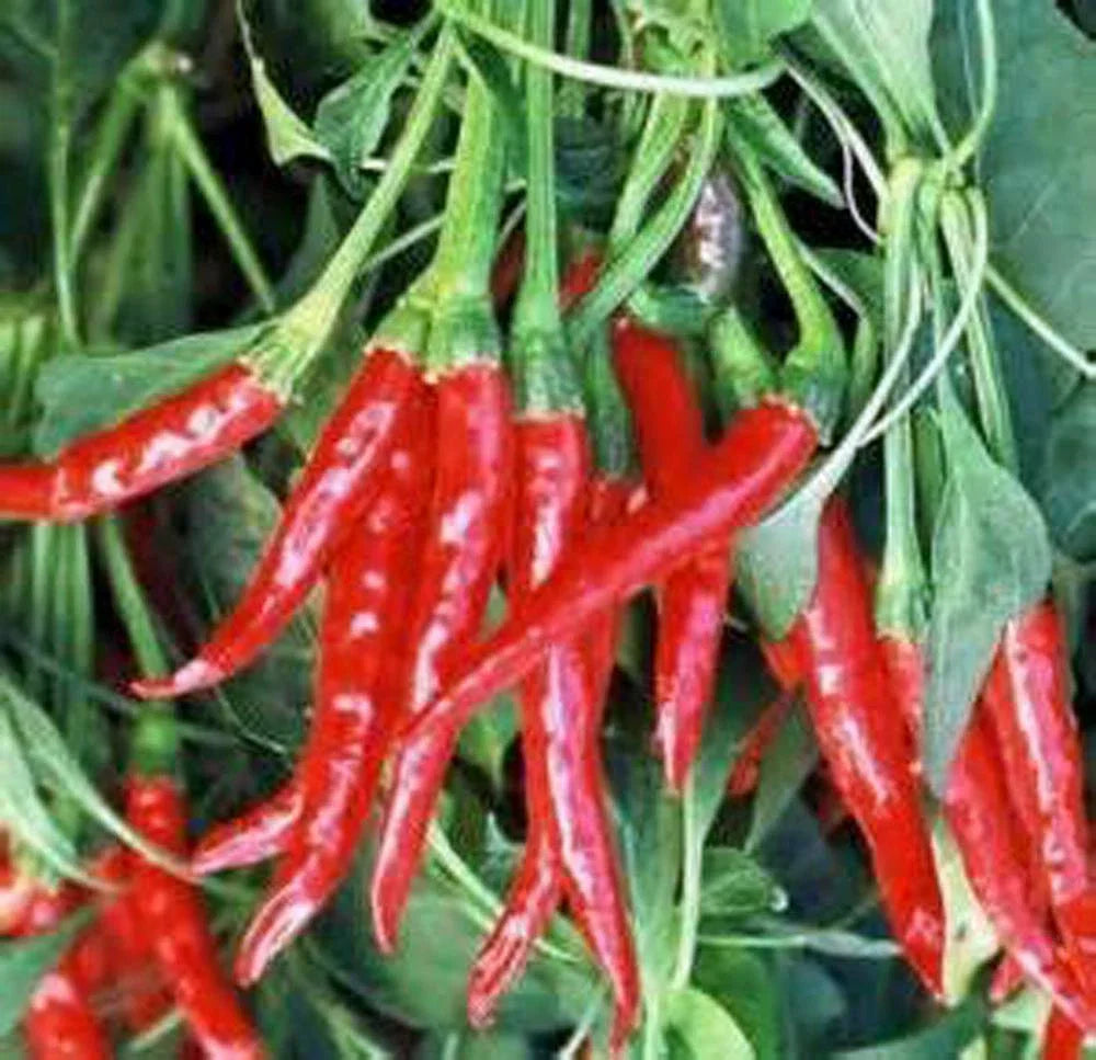 Thai Hot Pepper Seeds, Heirloom Non-GMO, 500+ Seeds, Capsicum annuum, Spicy Variety for Gardening