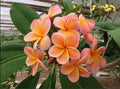 Plumeria Seeds - 5 Light Pink Orange Flower Seeds - Perennial Plants - Frangipani (Plumeria spp.)