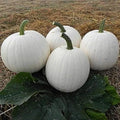 Casper White Pumpkin Seeds - 10 Non-GMO Rare Seeds - Fresh Cucurbita pepo
