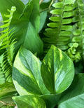 Rooted Plant Cuttings - 15 Variety Mix - Indoor/Outdoor Plants - Perfect for Gardening - Ideal for Propagation