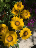 Gazania Rigens Plant - Vibrant Yellow Flowers - Hardy Perennial Ground Cover
