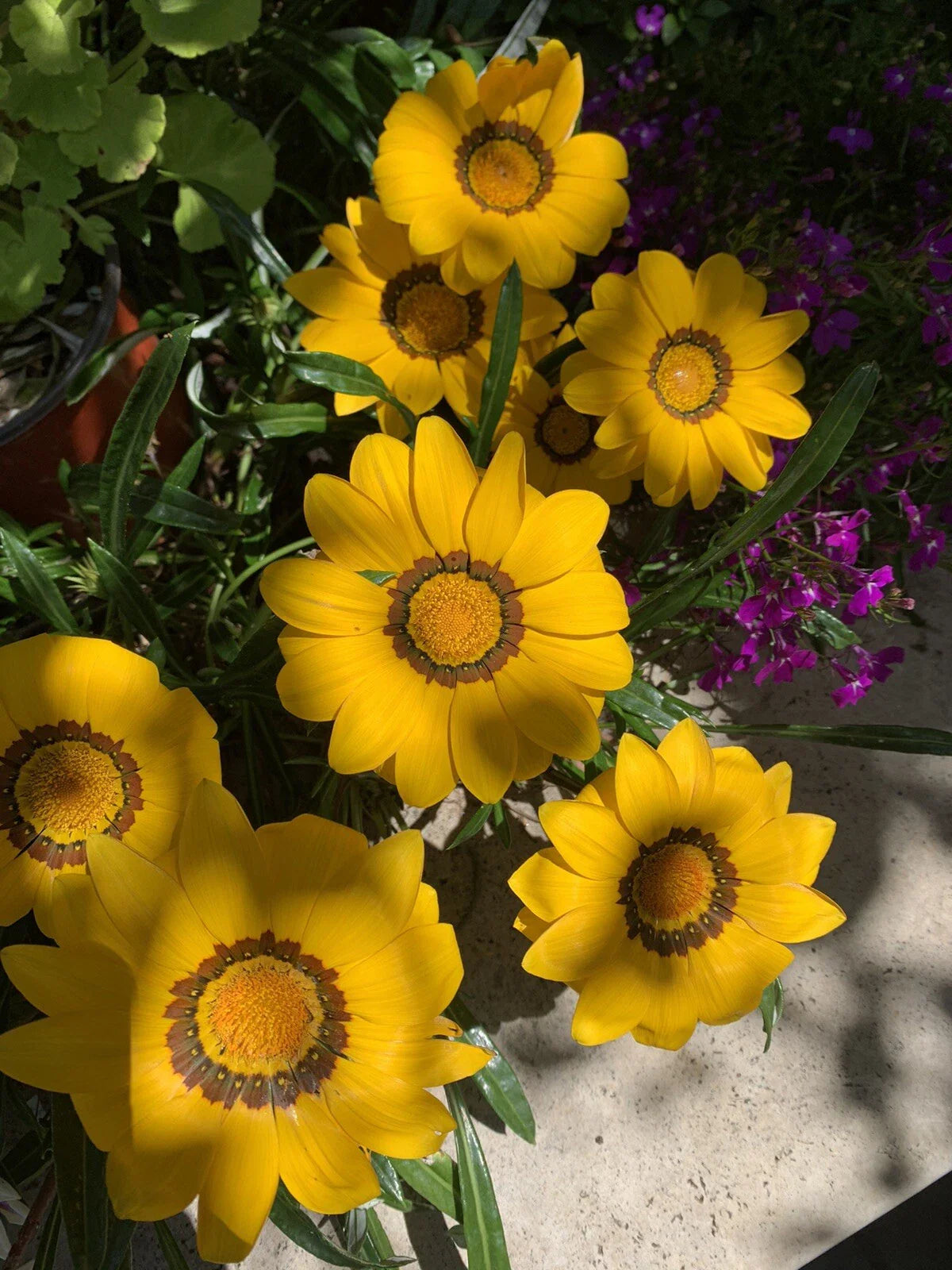 Gazania Rigens Plant - Vibrant Yellow Flowers - Hardy Perennial Ground Cover