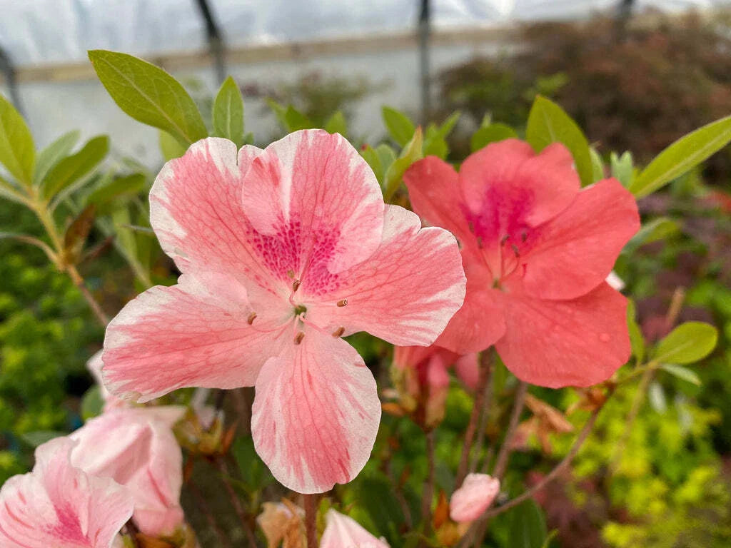 Cavendish Azalea Starter Plant - Multi Color Peachy/Pink Blooms - Rhododendron
