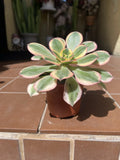 Aeonium Sunburst Succulent Cutting 4-6” | Colorful Variegated Succulent Plant - Perfect for Indoor Gardens