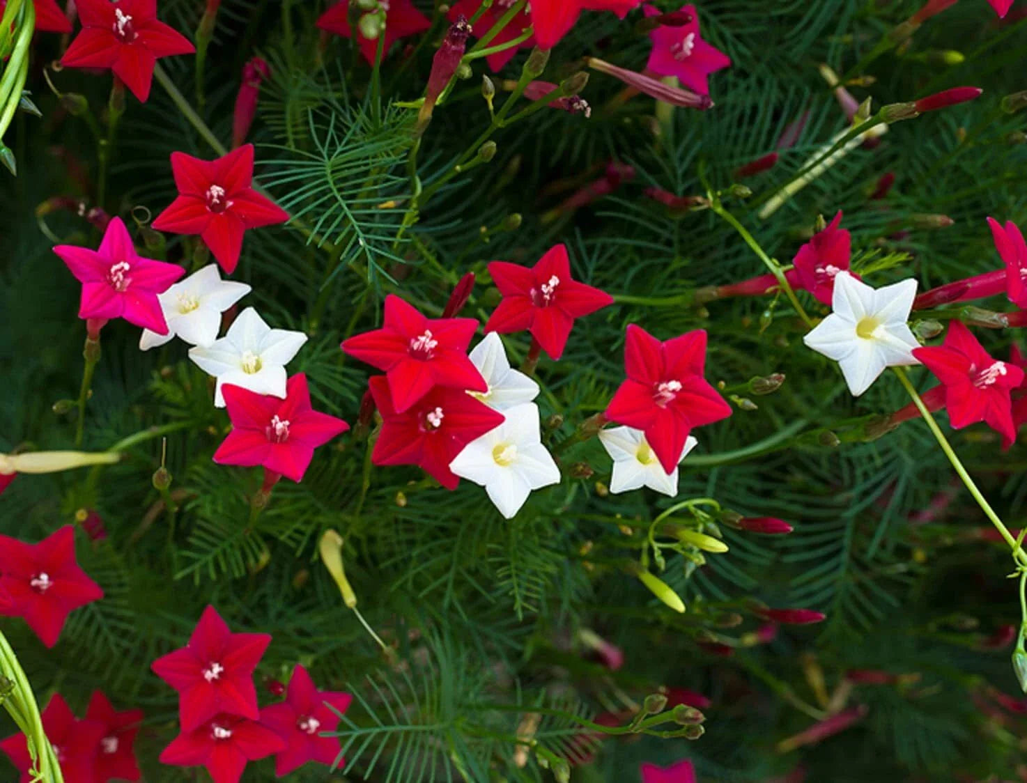 Cypress Vine Seeds - 50+ Flowering Seeds - Hummingbird Vine Plant - Ipomoea quamoclit