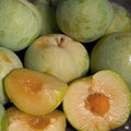 Emerald Pluot Scions Cuttings - Plum Apricot Hybrid - Prunus domestica x Prunus armeniaca