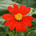 Mexican Sunflower Seeds - 100+ Count - Tithonia Rotundifolia - Colorful Garden Flowers for 2025 Planting