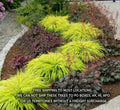 Japanese Forest Grass Plants - All Gold or Aureola - Ornamental Hakonechloa macra - 1 Gallon Pot
