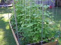 Kentucky Wonder Pole Bean Seeds - Fresh Heirloom Variety - Popular Climbing Bean (Phaseolus vulgaris)